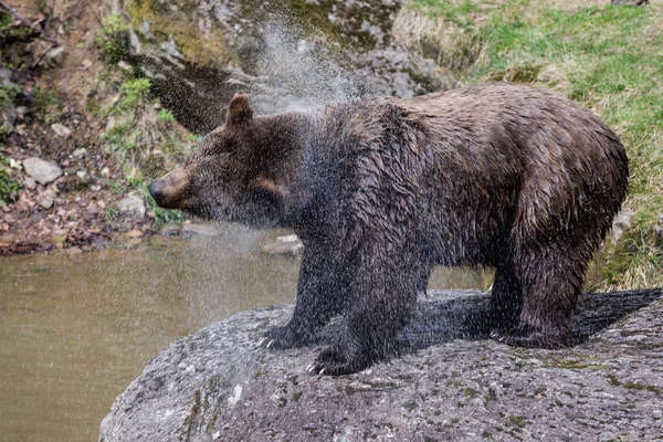 Big brown bear standing on rock and shaking water. . Close-up view of the bears in the lake. Portrait of a brown bear. Brown bear.