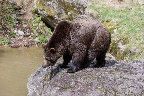 Velký medvěd hnědý na skále a třásl vodu. . Pohled na detail medvědů v jezeře. Portrét medvěd hnědý. Medvěd hnědý. — Stock fotografie