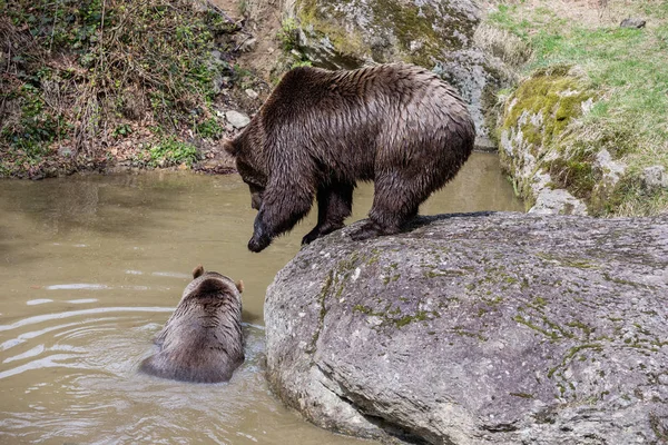 大きなヒグマの岩の上に立っていると水の揺れ。.湖でクマのクローズ アップ。ヒグマの肖像画。ヒグマ. — ストック写真