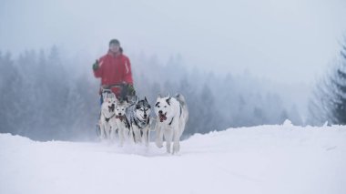 Kış kızak köpek yarışı harika kış manzara ba
