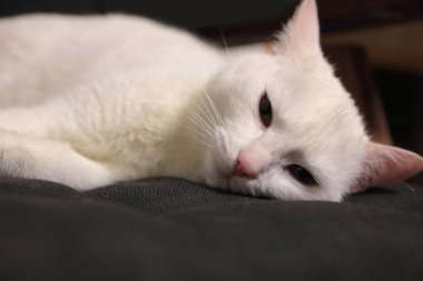 Beyaz kedi siyah bir sandalyenin üstüne yalan