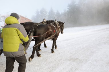Muhteşem midilli karda. Atları yamaçlarında