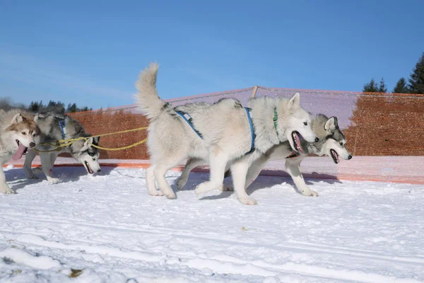 A pair of husky dog runs wintry sleigh harnessed