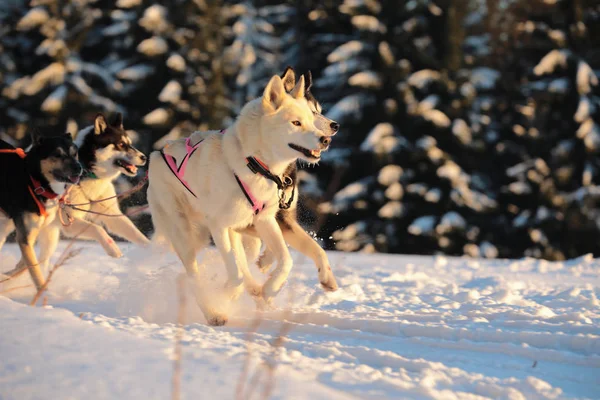 Winterschlittenhunderennen in der herrlichen Winterlandschaft im Hintergrund sind verschwommene Blindenhunde. Winter-Schlittenhunderennen auf der Rennstrecke. — Stockfoto