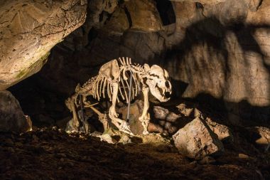 Aydın iskelet Moravyalı Karst kireçtaşı Katerinska mağarada ayının. Çek Cumhuriyeti