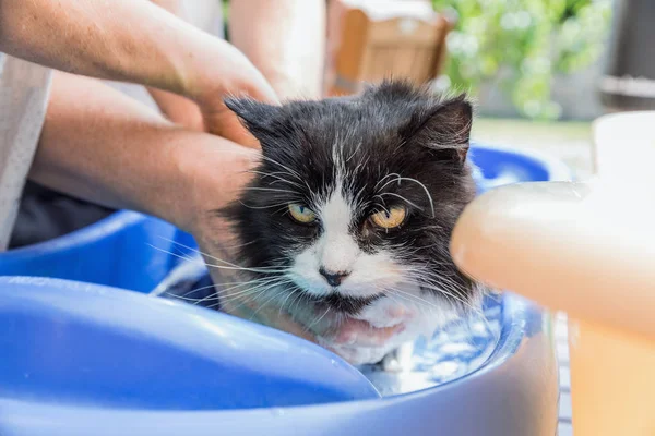 Cat bath. Wet cat.