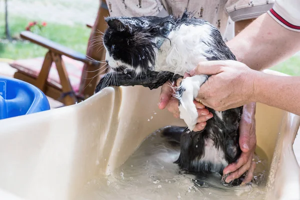 Cat bath. Wet cat.