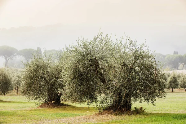 Oliveiras velhas, hora de outono, Toscana, Itália — Fotografia de Stock