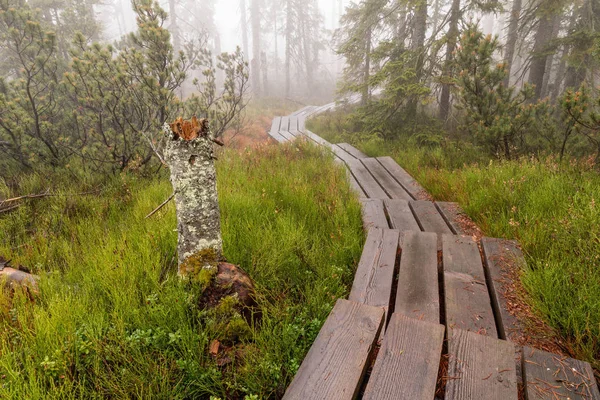 Forêt bavaroise et les trottoirs en bois au-dessus de la tourbe. Forêt d'automne dans le parc national de la forêt bavaroise, Allemagne . — Photo