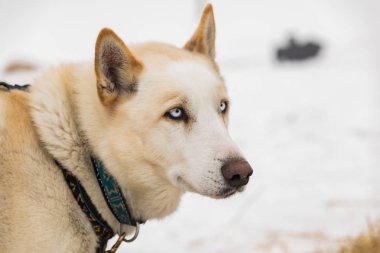 Husky köpek kış manzarası içinde portresi.