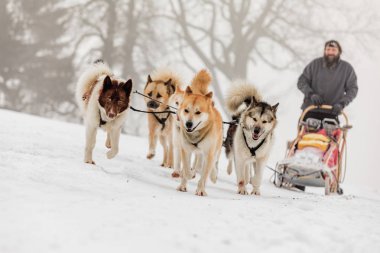 Destne, Çek Cumhuriyeti - 27 Ocak 2018. Köpekler köpekler bir takım kış manzara içinde grup.