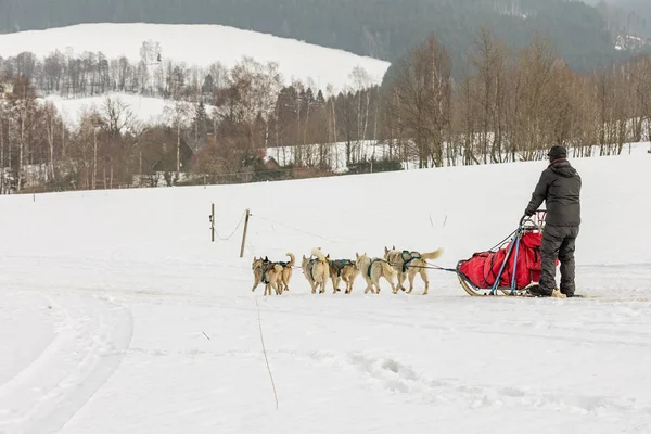 Group of hounds of dogs in a team in winter landscape.