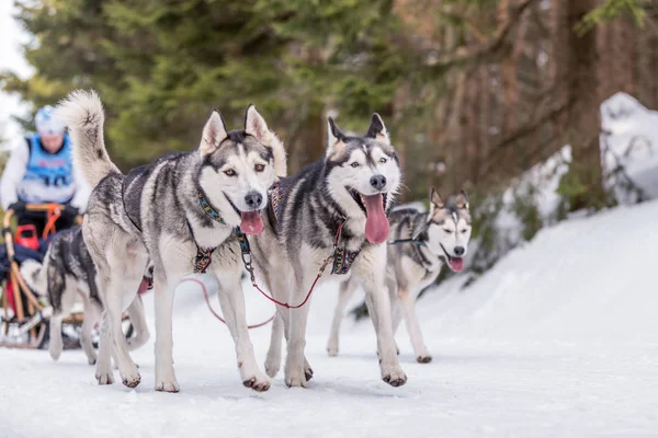 Groep van honden voor honden in teamverband in winterlandschap. — Stockfoto