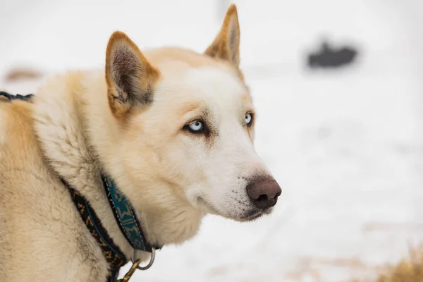 Retrato del perro Husky en el paisaje invernal . —  Fotos de Stock