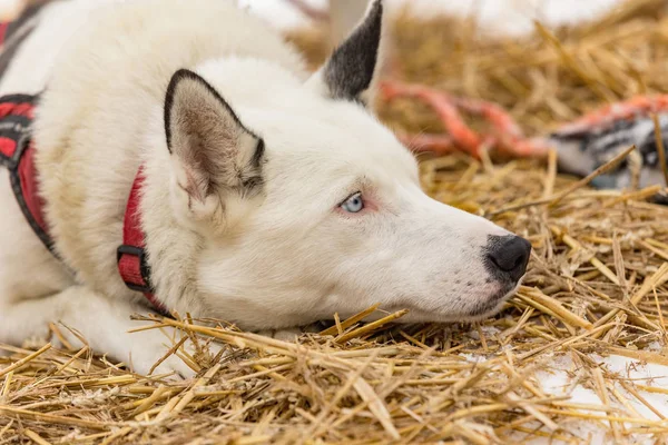 Porträt eines Husky-Hundes in der Winterlandschaft. — Stockfoto