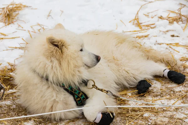 Gruppe Husky-Hunde mit Hausschuhen auf den Pfoten liegen im Schnee. — Stockfoto