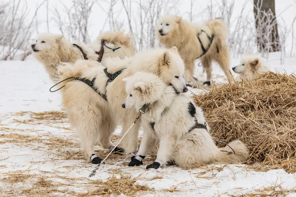 Group of Husky dogs with slippers on their paws lie in the snow.