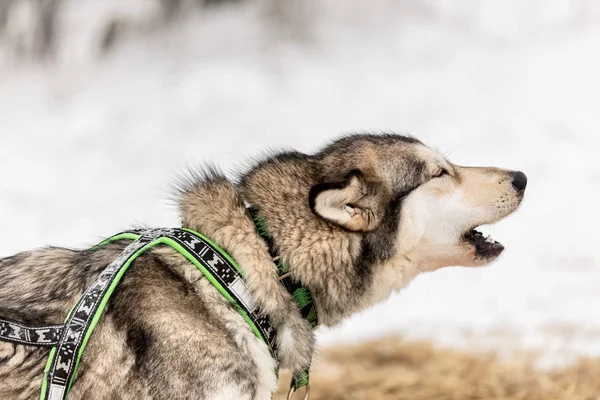 Retrato del perro Husky en el paisaje invernal . —  Fotos de Stock