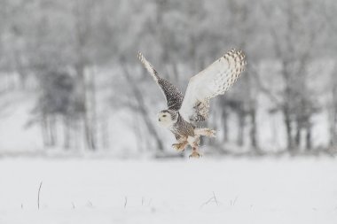Snowy Owl in Flight over Snow Field clipart
