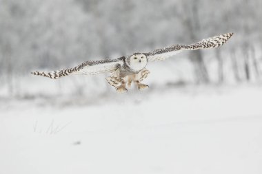 Snowy Owl in Flight over Snow Field clipart