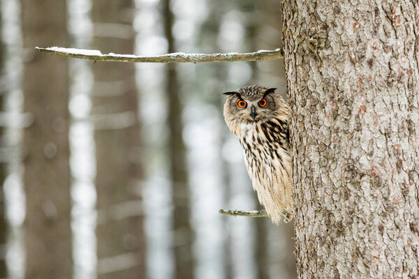 Портрет орлиной совы, Бубо бубо. Филин в лесу в зимний сезон сидит на ветке дерева
.