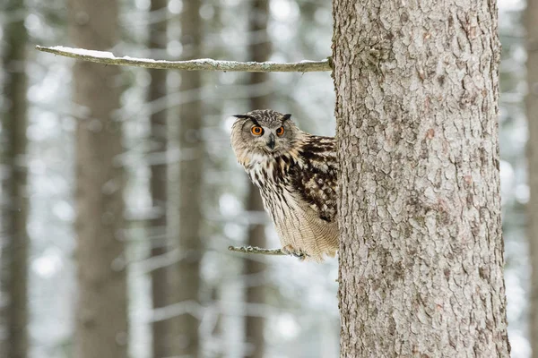 Portrét sova orlí, Bubo bubo. Eagle Owl v lese v zimní sezóně sedící na větvi stromu. — Stock fotografie