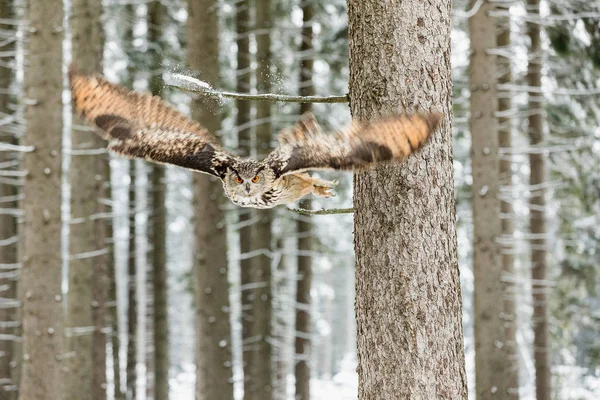 Eurasischer Uhu, bubo bubo, fliegender Vogel mit offenen Flügeln im Winterwald, Wald im Hintergrund, Tier im natürlichen Lebensraum — Stockfoto
