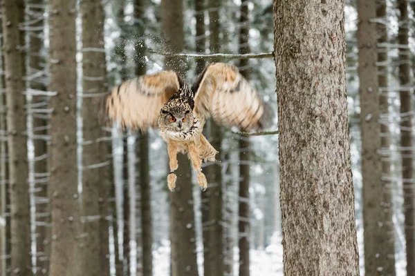 Сова-евразиец, Бубо-бубо, летающая птица с открытыми крыльями в зимнем лесу, лес на заднем плане, животное в природе — стоковое фото