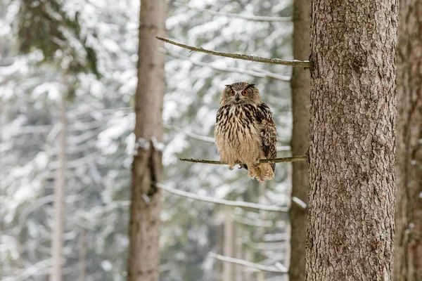 Портрет орлиной совы, Бубо бубо. Филин в лесу в зимний сезон сидит на ветке дерева . — стоковое фото
