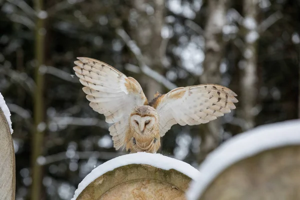 Flying Eurasian Tawny Owl, Strix aluco, in the winter forest near the old cemetery. — Stock Photo, Image