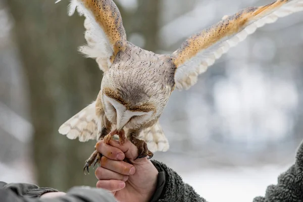 Euroasijské Puštík, Strix aluco, je napájen z ruky falconer v lese v zimě. Euroasijské Puštík letí její maso. — Stock fotografie