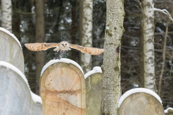 Летающая Евразийская сова, алуко Стрикс, в зимнем лесу возле старого кладбища . — стоковое фото