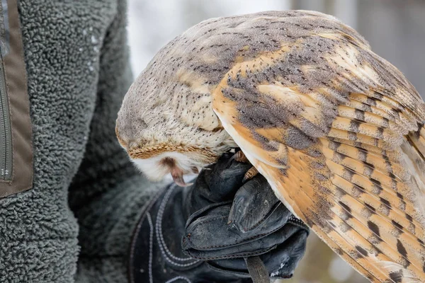 Евразийская сова Тони, алуко Стрикс, питается из рук сокола в лесу зимой. Евразийская сова летает на мясе. . — стоковое фото