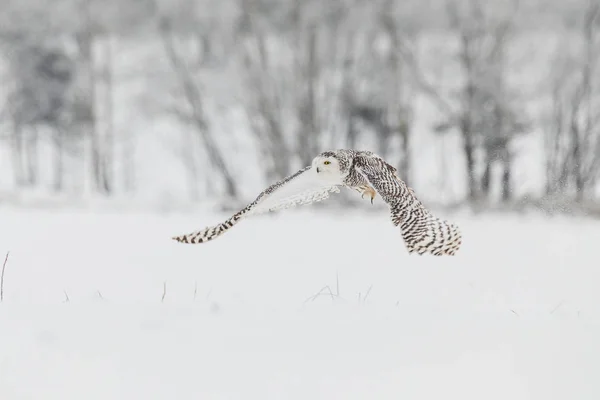 Sněžná sova v letu nad sněhovým polem — Stock fotografie