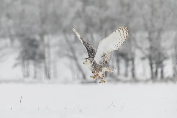 雪地猫头鹰在飞行在雪领域 — 图库照片