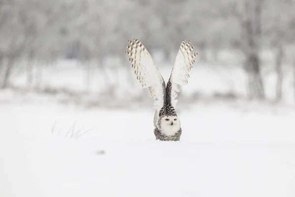 Sněžná sova v letu nad sněhovým polem — Stock fotografie