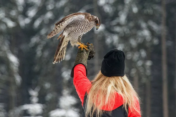 福尔克纳妇女抓住猎鹰为食物在手. — 图库照片