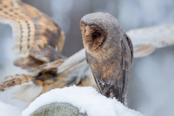 Eurasian Tawny Owl, Strix aluco, nella foresta invernale vicino al vecchio cimitero seduto sulla pietra . — Foto Stock