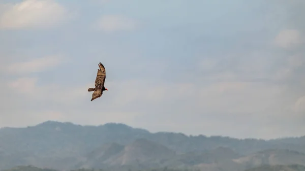 Fliegender Truthahngeier (cathartes aura) über den Bergen im Vinales-Tal, Kuba. — Stockfoto