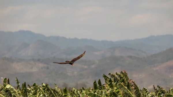 飞行土耳其秃鹫 (鹫光环) 在山在威纳尔斯谷, 古巴. — 图库照片