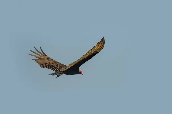 Abutre de peru voador (Cathartes aura) em um fundo azul céu em Cuba . — Fotografia de Stock