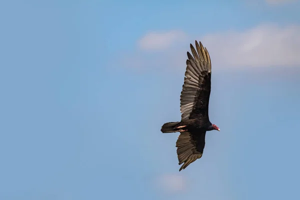 Latające Sęp indyka (Cathartes aura) na tle niebieskiego nieba na Kubie. — Zdjęcie stockowe