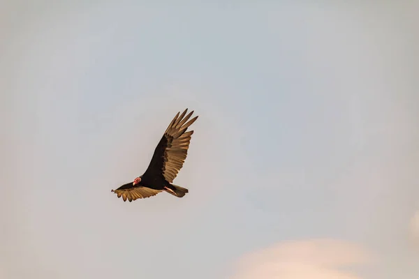 터키 독수리 (Cathartes 분위기) 푸른 하늘 배경 쿠바에 비행. — 스톡 사진
