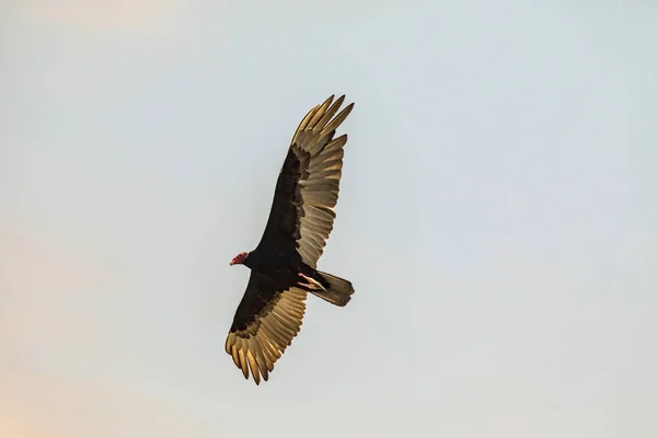 터키 독수리 (Cathartes 분위기) 푸른 하늘 배경 쿠바에 비행. — 스톡 사진