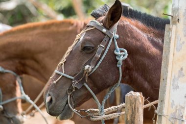 Kahverengi bir atın portresi