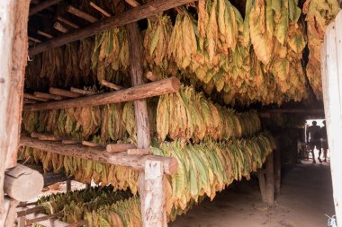 Tütün kurutma otantik çiftlikte bırakır