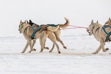 Husky köpek kış manzara içinde bir takım. Husky köpekleri grubudur. Köpek köpek yarışlarında hounds bir grup.