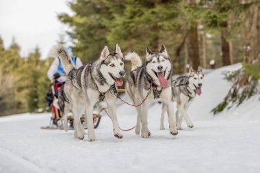 Husky köpek kış manzara içinde bir takım. Husky köpekleri grubudur. Köpek köpek yarışlarında hounds bir grup.