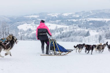 Dört husky kızak köpekleri karlı bir wilderness yolda çalışan bir ekip. Kış Çek kırsal kesimde husky köpekleri ile kızak. Husky köpek kış manzara içinde bir takım. Köpek Köpek yarışlarında hounds bir grup.