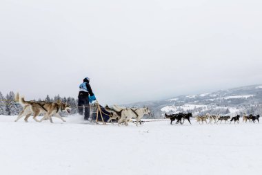 DESTNE, ÇEK CUMHURİYETİ - 23 HAZİRAN 2020. Kış çeçenistan kırsalında iri köpeklerle kayak yapmak. Kış manzarasında takım halinde güçlü köpekler. Köpek yarışlarında bir grup köpek..